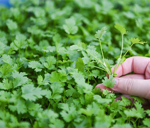 Coriandre